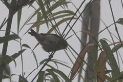 Cephalopyrus flammiceps