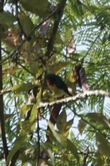 Chalcoparia singalensis