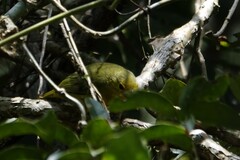 Aegithina lafresnayei