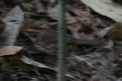 Pellorneum ruficeps