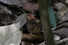 Pellorneum ruficeps
