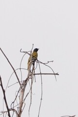 Brachypodius melanocephalos