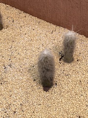 Cephalocereus senilis