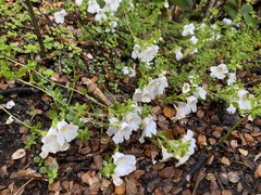 Euphrasia cuneata