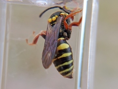 Nomada rubicunda