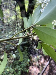 Pseudaphronella jactator