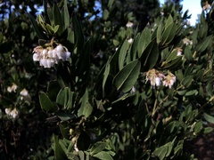 Arctostaphylos virgata