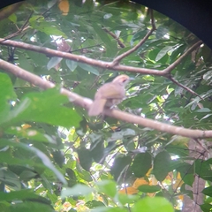 Pycnonotus zeylanicus