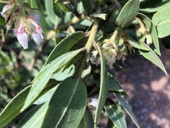 Arctostaphylos virgata