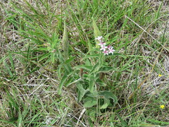 Oxypetalum solanoides