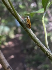 Pseudaphronella jactator
