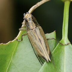 Temnosternus planiusculus