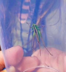 Conocephalus bilineatus