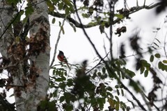 Pericrocotus brevirostris