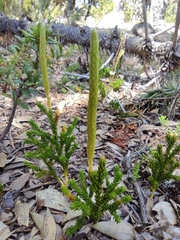Austrolycopodium