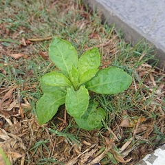 Crassocephalum crepidioides