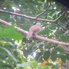 Pycnonotus zeylanicus