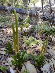 Austrolycopodium