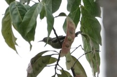 Anthreptes malacensis