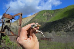 Plestiodon skiltonianus skiltonianus