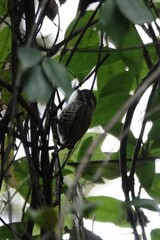 Picumnus innominatus