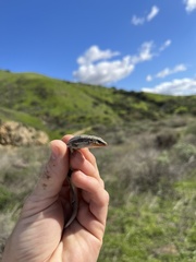 Plestiodon skiltonianus skiltonianus