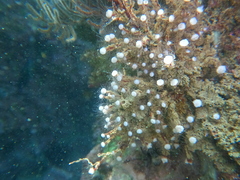 Ectopleura