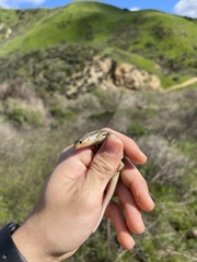 Plestiodon skiltonianus skiltonianus