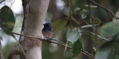 Cyornis hainanus