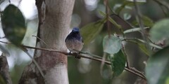 Cyornis hainanus