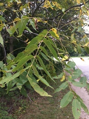 Juglans nigra