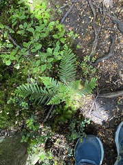 Libocedrus bidwillii