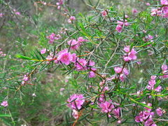 Hypocalymma robustum