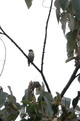 Dicaeum chrysorrheum