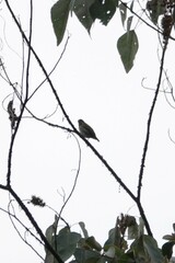 Dicaeum chrysorrheum