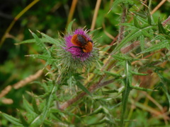 Bombus dahlbomii