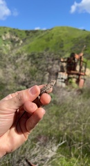 Sceloporus occidentalis