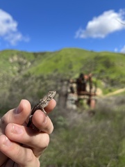 Sceloporus occidentalis