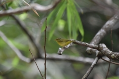Phylloscopus ricketti