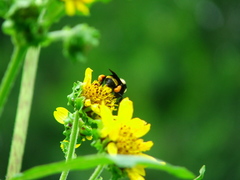 Bombus medius