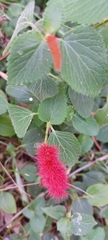 Acalypha pendula