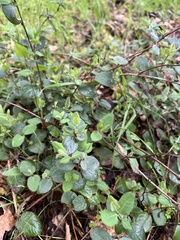 Lonicera hispidula