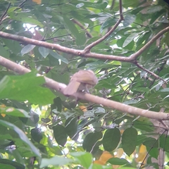 Pycnonotus zeylanicus