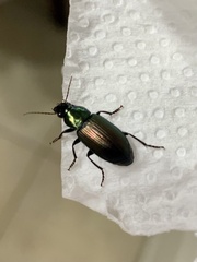 Notiobia cupripennis