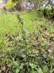 Lonicera hispidula