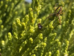 Novaranea queribunda