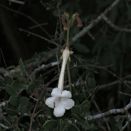 Foto de Cipó-de-são-joão