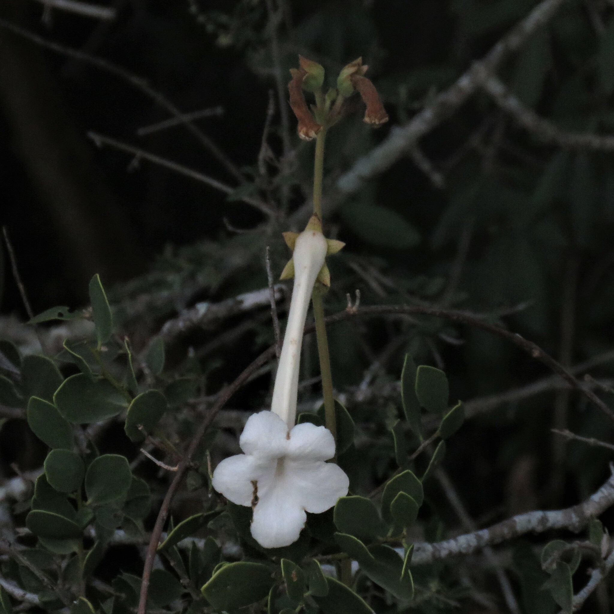 Imagem de Cipó-de-são-joão