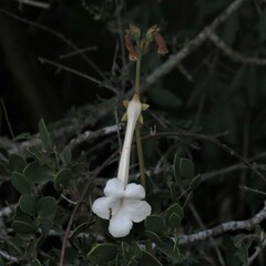 Sinningia tubiflora