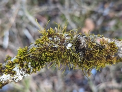 Cryphaea glomerata